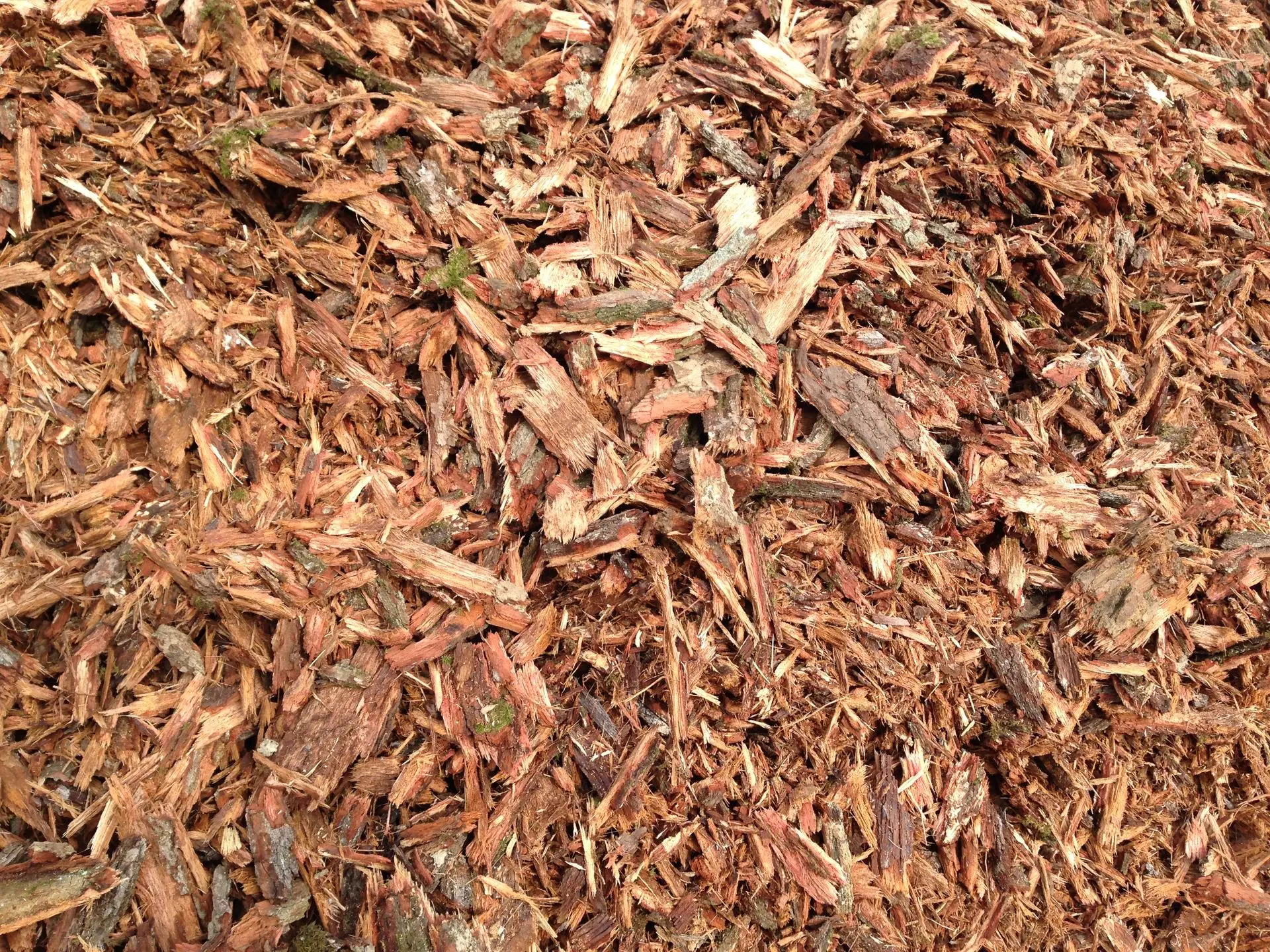 Mulch peuplier