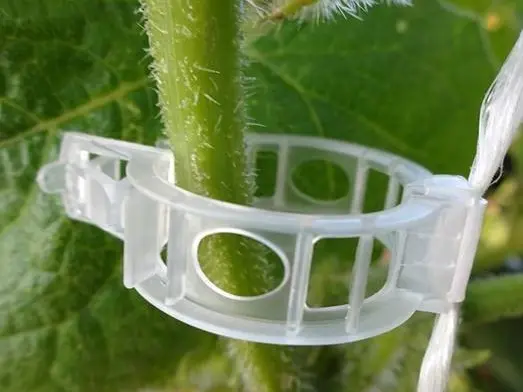 clip tomate