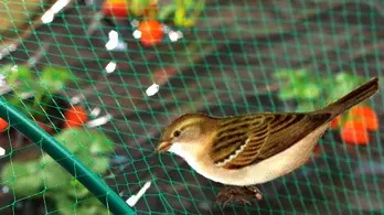 filet anti-oiseaux