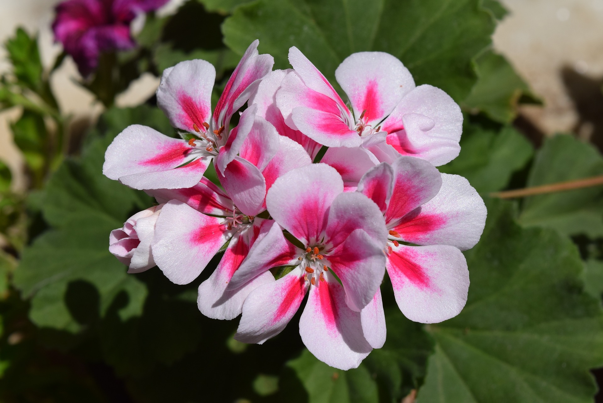 horti/ pépi